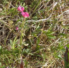 Tephrosia capensis capensis