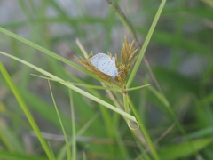 Lycaenidae