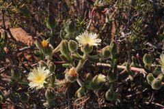 Mesembryanthemum nitidum