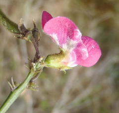Tephrosia capensis capensis