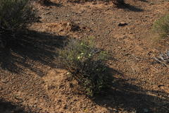 Mesembryanthemum nitidum