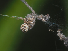Cyclosa psylla