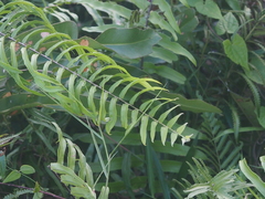 Nephrolepis