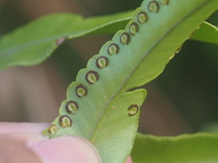Nephrolepis