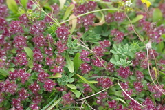 Thymus praecox polytrichus