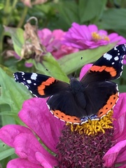 Vanessa atalanta