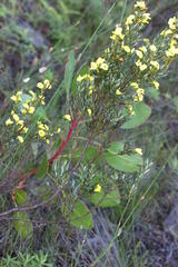 Cyclopia sessiliflora