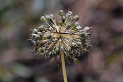 Allium nutans