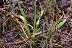 Allium nutans