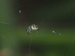 Cyclosa psylla