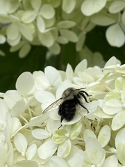 Bombus impatiens