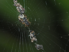 Cyclosa psylla