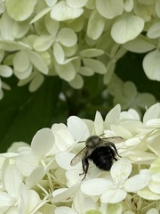 Bombus impatiens