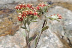 Helichrysum spiralepis