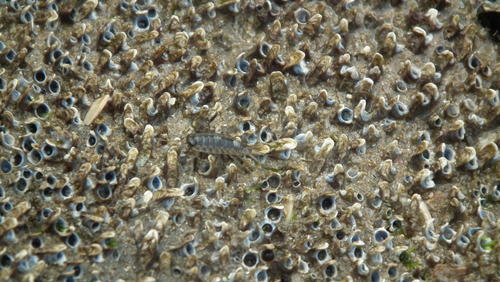 Ligia natalensis