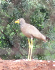 Vanellus senegallus lateralis