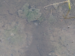 Oreochromis mossambicus