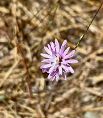 Lessingia arachnoidea