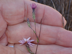 Lessingia arachnoidea