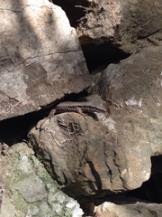 Podarcis muralis