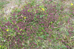Thymus praecox polytrichus