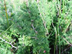 Asparagus capensis capensis