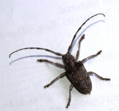 Crossotus stypticus aethiops