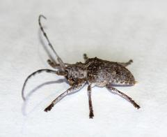 Crossotus stypticus aethiops
