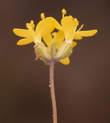 Polycarena aurea
