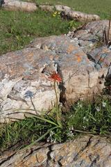 Kniphofia coddiana