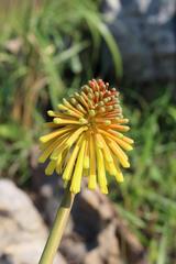 Kniphofia coddiana