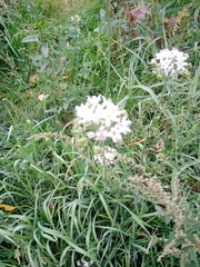 Allium ramosum