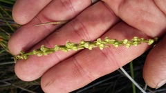 Triglochin elongata
