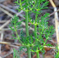 Afrosciadium magalismontanum