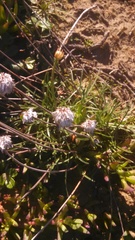 Armeria maritima californica