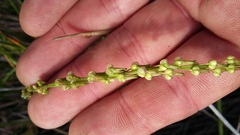 Triglochin elongata