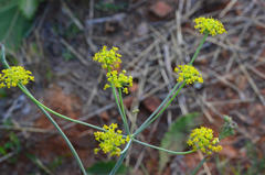 Afrosciadium magalismontanum
