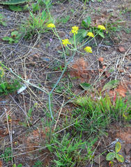 Afrosciadium magalismontanum