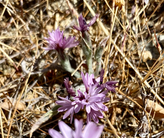 Lessingia hololeuca