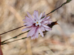 Lessingia hololeuca