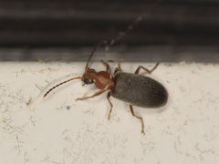 Notoxus murinipennis