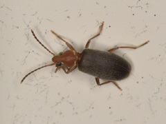 Notoxus murinipennis
