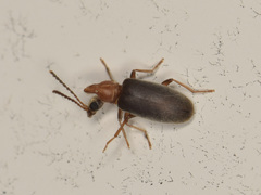 Notoxus murinipennis