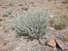 Artemisia rutifolia