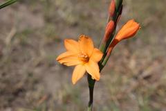 Watsonia bachmannii