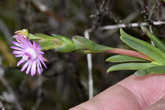 Ruschia geminiflora