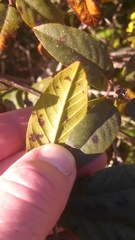Frangula californica californica