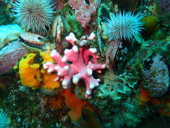 Stylaster nobilis