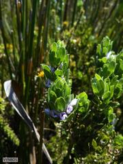 Psoralea obliqua