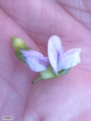 Psoralea obliqua